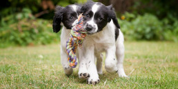 Vijf bewegingstips voor je puppy