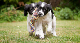Vijf bewegingstips voor je puppy