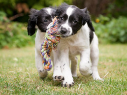 Vijf bewegingstips voor je puppy