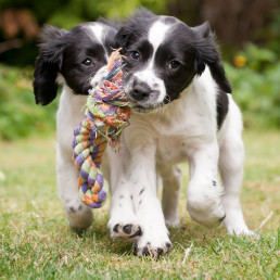 Vijf bewegingstips voor je puppy