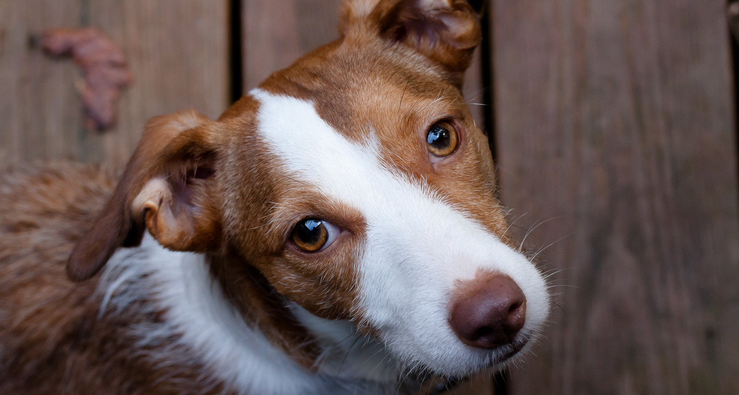 achtergrond oren van de hond Pets Place achtergrond oren van de hond Pets Place