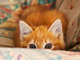 biokat's micro kattenbakvulling