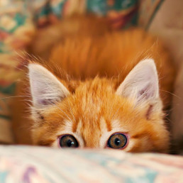 biokat's micro kattenbakvulling