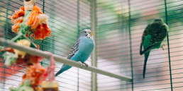 vogelkooi