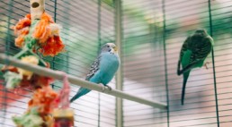 vogelkooi