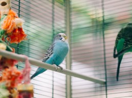 vogelkooi