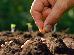 f1 hybride tuinzaden