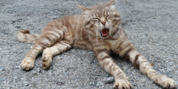 Kat pil geven