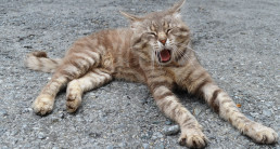 Kat pil geven