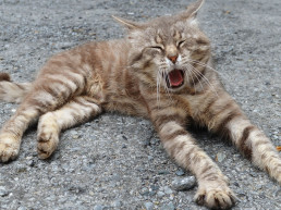 Kat pil geven