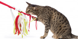 kattenspeeltjes maken