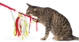 kattenspeeltjes maken