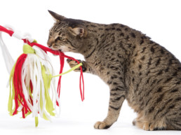 kattenspeeltjes maken