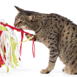 kattenspeeltjes maken