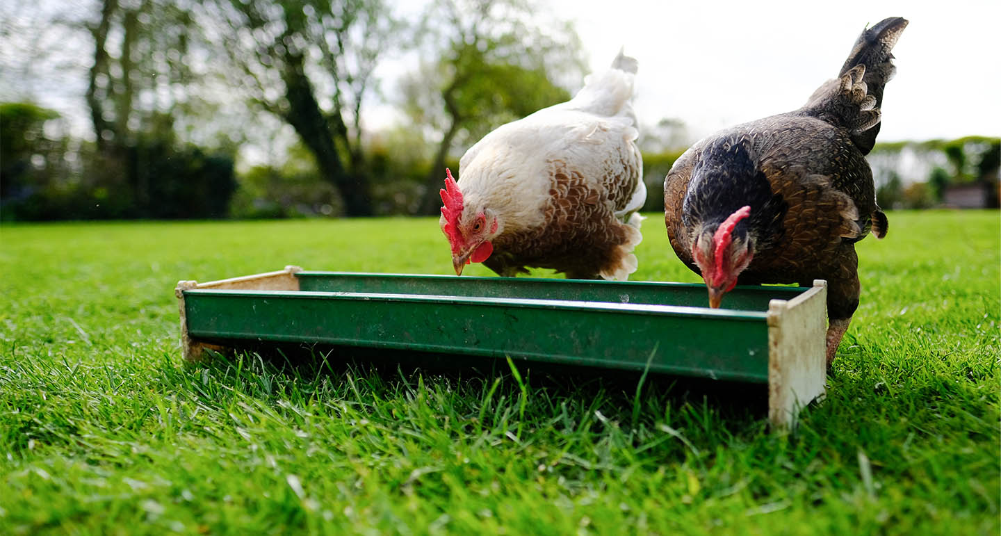Alles wat je moet weten over het voeren van kippen Pets Place