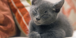 kitten slapend