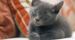 kitten slapend