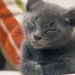 kitten slapend