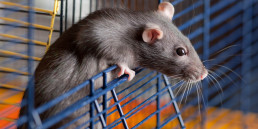 Rat in hok voeding