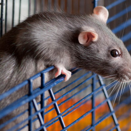 Rat in hok voeding