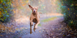 Rennende hond