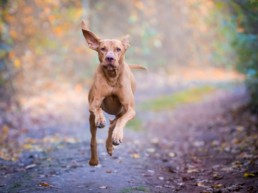 Rennende hond