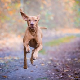 Rennende hond
