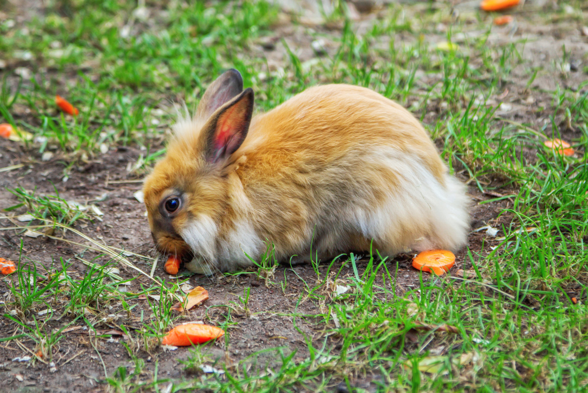 Cute ginger rabbit eating carrot Pets Place