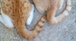 Wat zegt een kat met zijn staart?