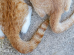 Wat zegt een kat met zijn staart?