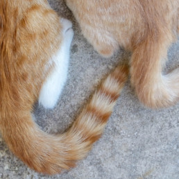 Wat zegt een kat met zijn staart?