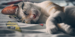 Katten spreken voornamelijk met de staart, maar wat zeggen ze nu precies? Leer de taal van de katten en weet wat ze zeggen op petsplace.nl