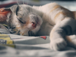 Katten spreken voornamelijk met de staart, maar wat zeggen ze nu precies? Leer de taal van de katten en weet wat ze zeggen op petsplace.nl