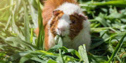 Cavia voeding