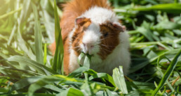 Cavia voeding