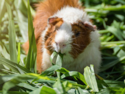 Cavia voeding