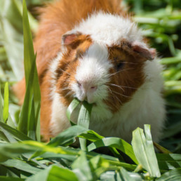 Cavia voeding