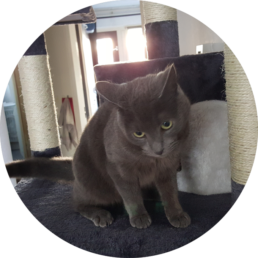 GimCat