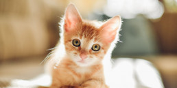 Diarree komt zowel bij kittens als bij volwassen katten regelmatig voor. Het kan verschillende oorzaken hebben. De darmen van je kitten kunnen bijvoorbeeld door een infectie, wormen of verkeerde voeding overstuur raken.