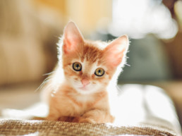 Diarree komt zowel bij kittens als bij volwassen katten regelmatig voor. Het kan verschillende oorzaken hebben. De darmen van je kitten kunnen bijvoorbeeld door een infectie, wormen of verkeerde voeding overstuur raken.