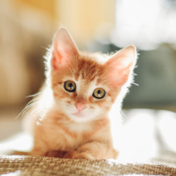 Diarree komt zowel bij kittens als bij volwassen katten regelmatig voor. Het kan verschillende oorzaken hebben. De darmen van je kitten kunnen bijvoorbeeld door een infectie, wormen of verkeerde voeding overstuur raken.