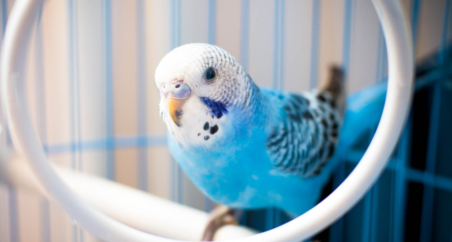 parkiet voer - Pets Place