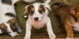 puppy ophalen benodigheden