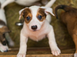 puppy ophalen benodigheden