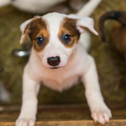 puppy ophalen benodigheden