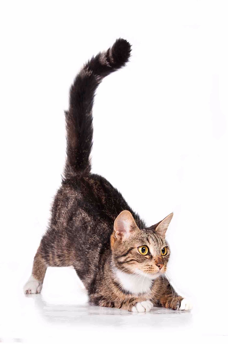 Wat zegt de kat met zijn staart? Pets Place