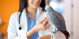 vogel dierenarts