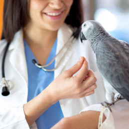 vogel dierenarts