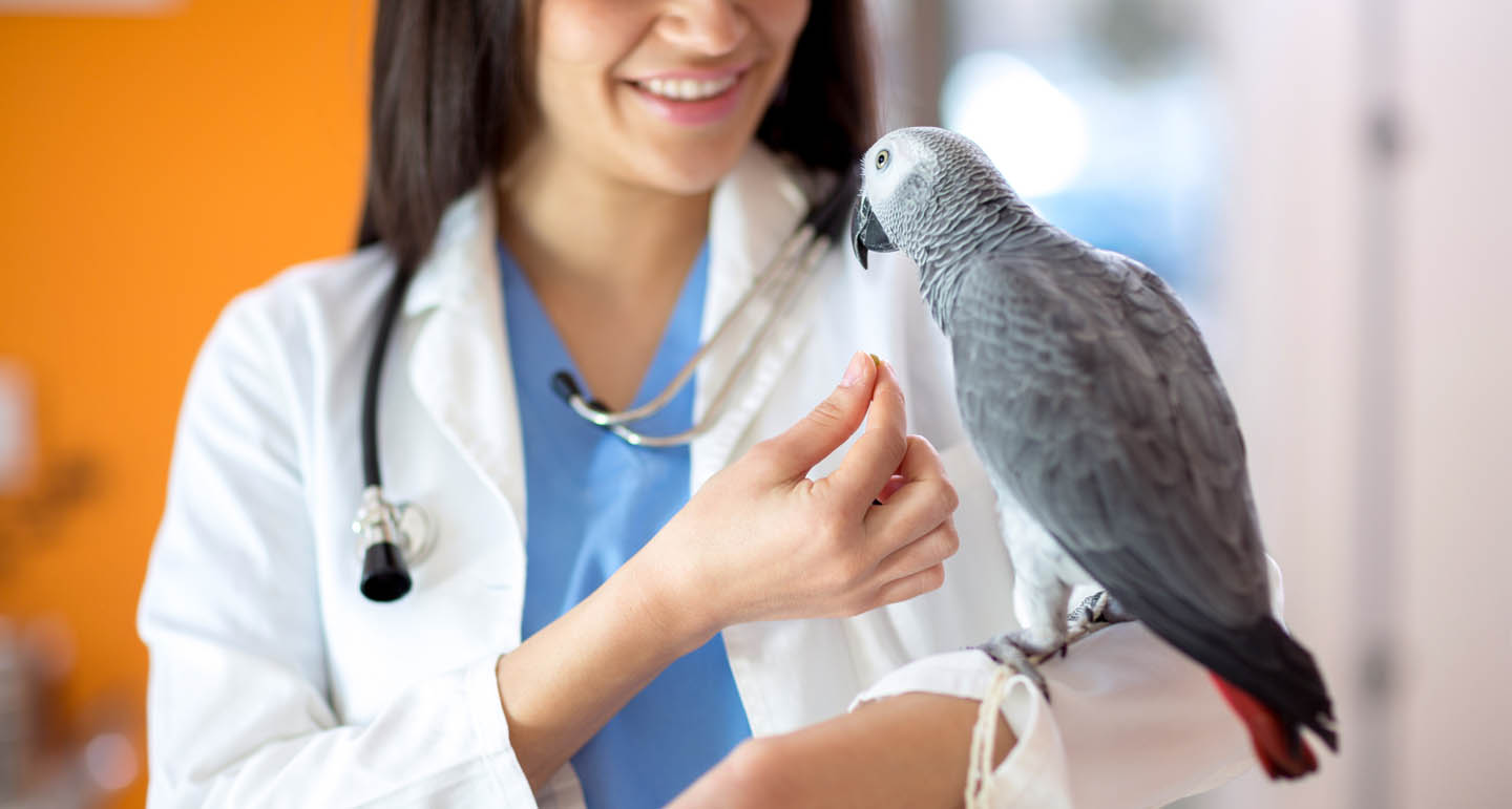 Met een vogel naar de dierenarts Pets Place