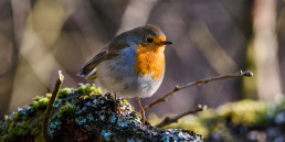Vogels in de tuin
